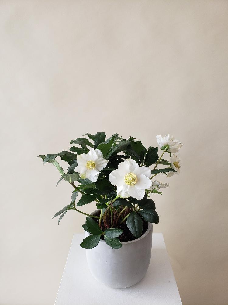 Vancouver Plant Delivery - Vancouver Helleborus Plant