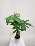 Money Tree Plant