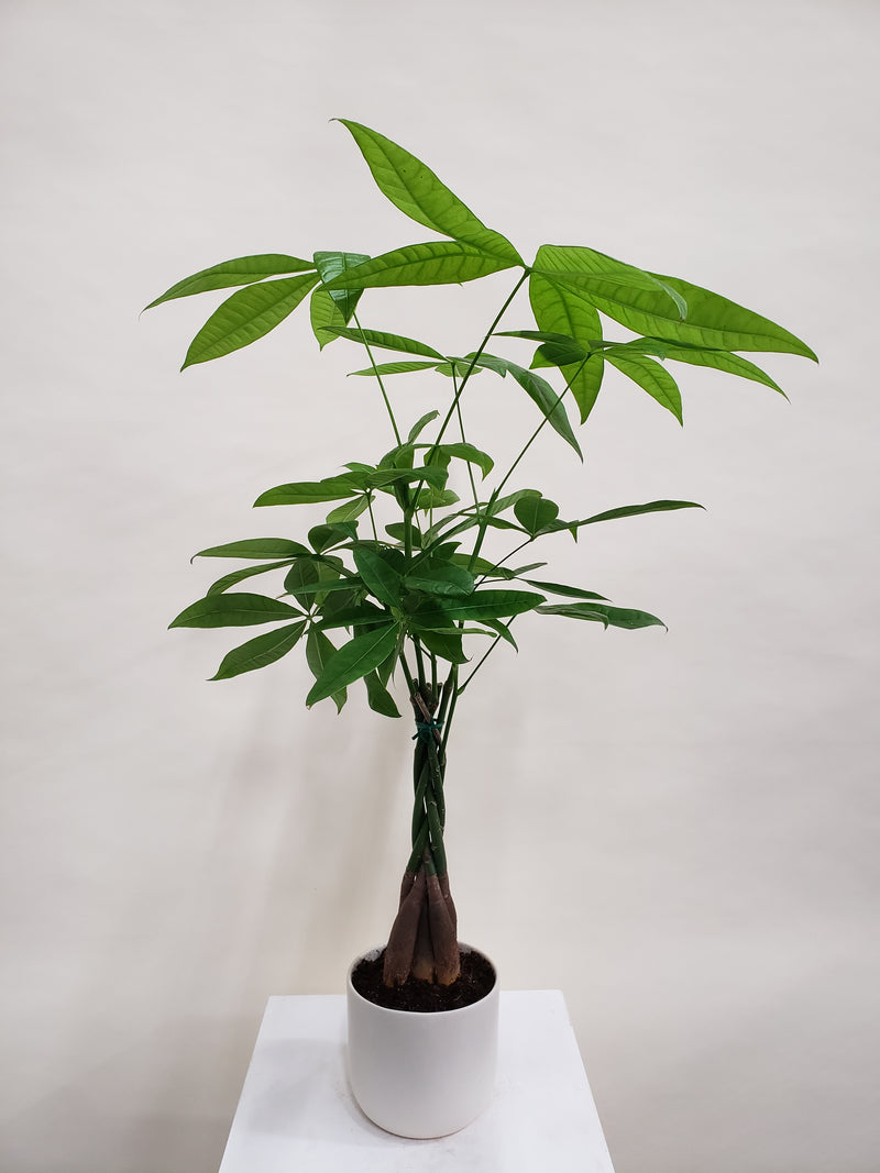 Money Tree Plant