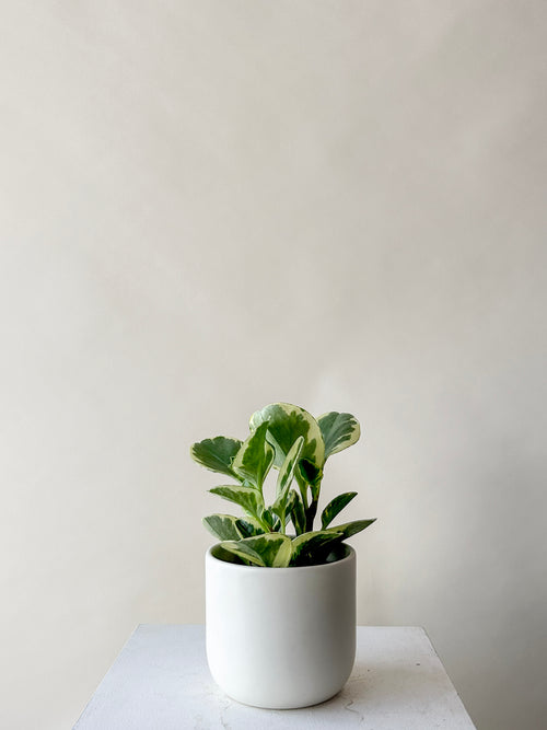 Peperomia Obtusifolia Plant