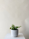 Peperomia Hope Plant