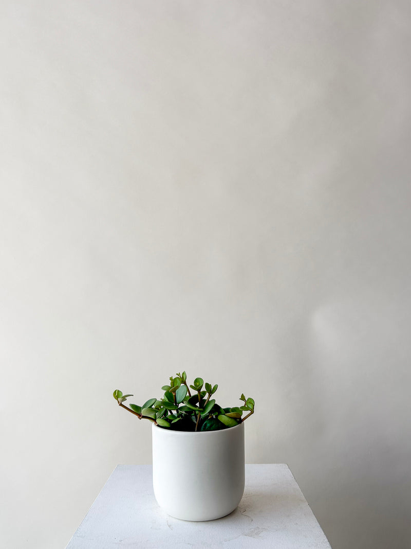 Peperomia Hope Plant