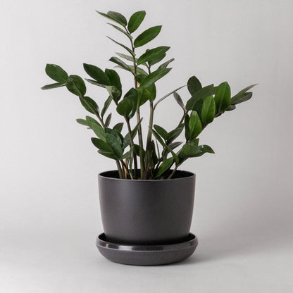 KANSO 7" Bamboo Fibre Planter