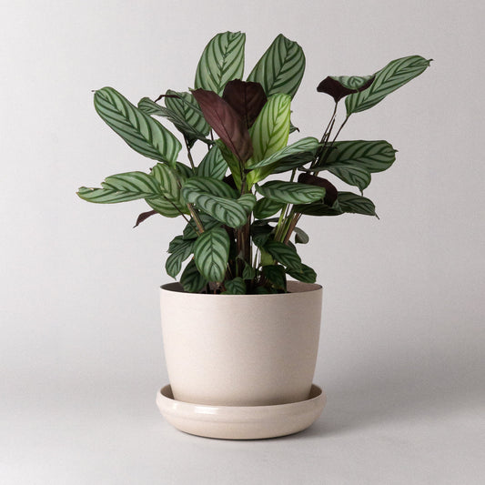 KANSO 7" Bamboo Fibre Planter