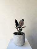 Ficus 'Rubber' Plant