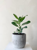 Ficus Audrey