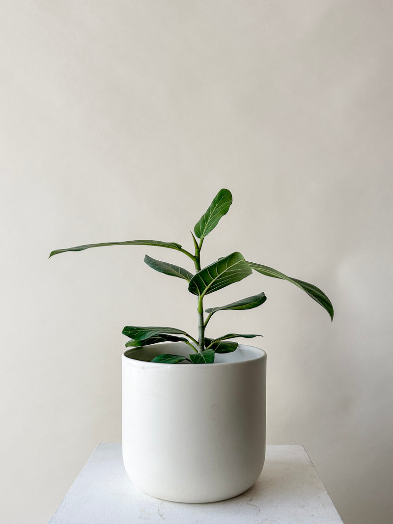 Ficus Audrey