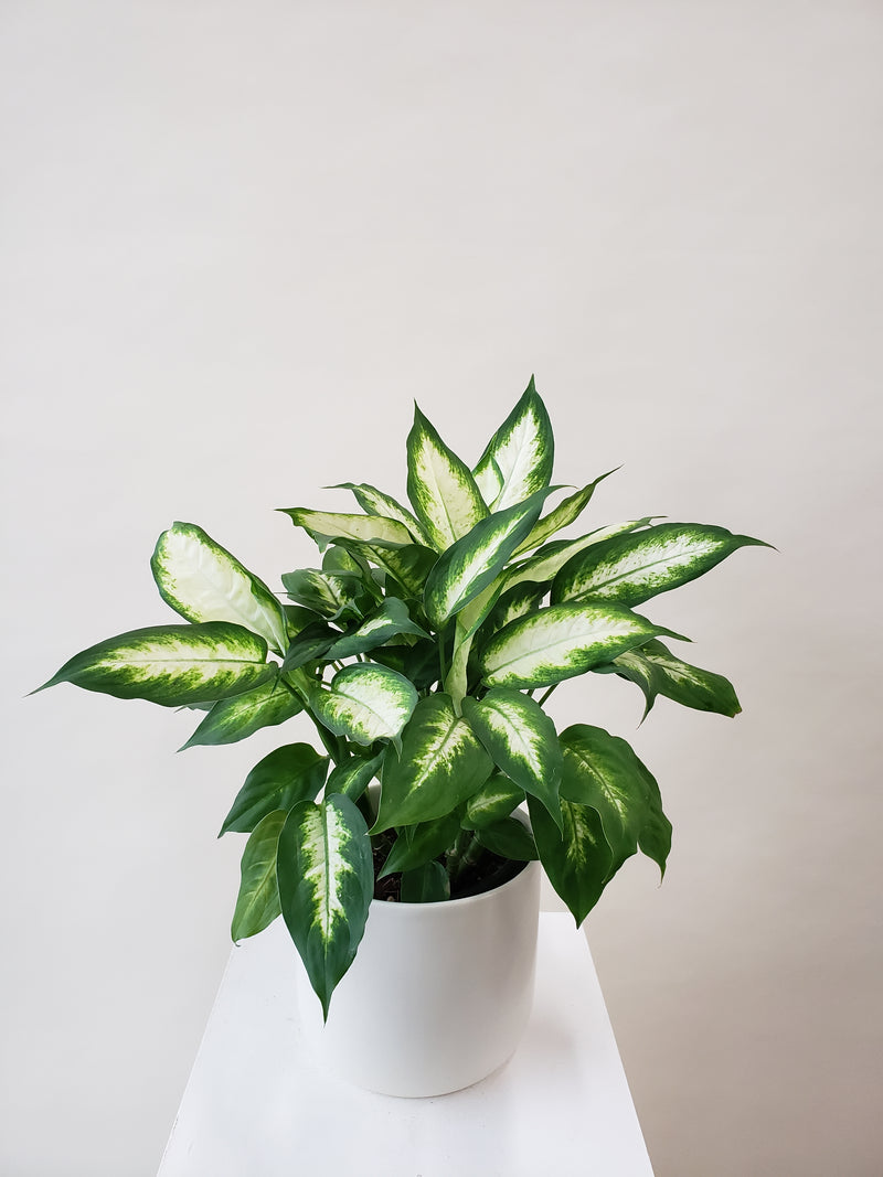 Dieffenbachia