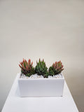 Haworthia Planter