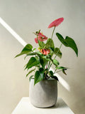 Anthurium Plant