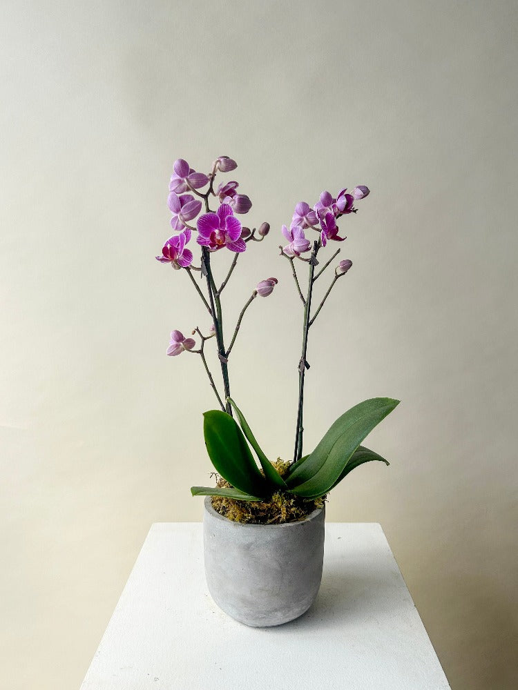 Orchid Plant Vancouver - Vancouver Plant Delivery