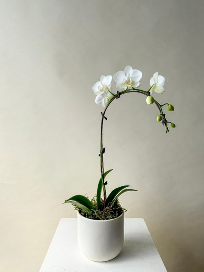 Orchid Plant Vancouver - Vancouver Plant Delivery