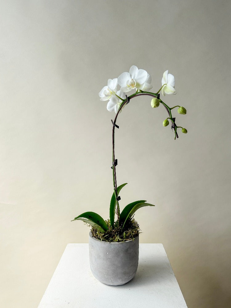 Orchid Plant Vancouver - Vancouver Plant Delivery