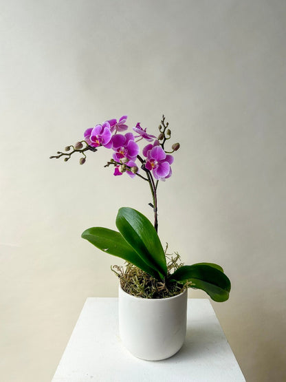 Orchid Plant Vancouver - Vancouver Plant Delivery