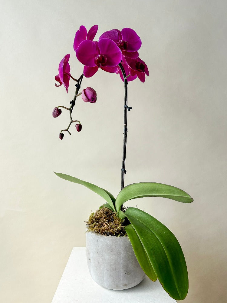 Orchid Planter Vancouver - Vancouver Flower Delivery