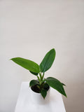 Philodendron Imperial Green