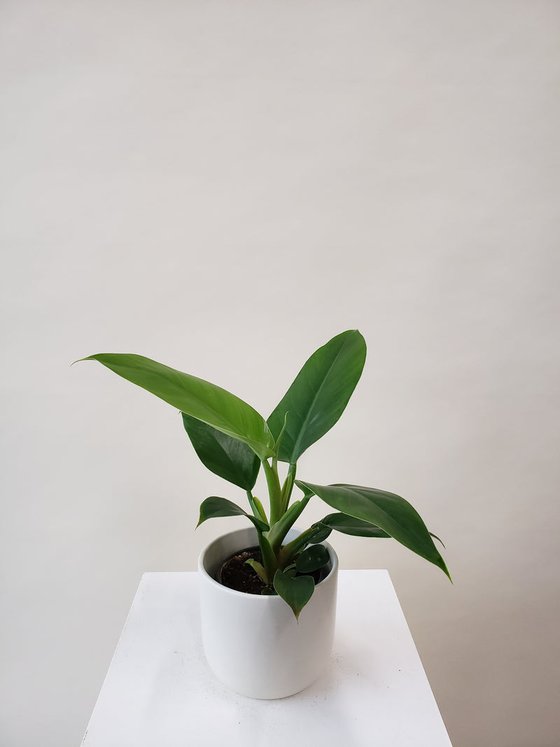 Philodendron Imperial Green