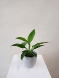 Philodendron Imperial Green