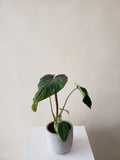 Philodendron Plowmanii