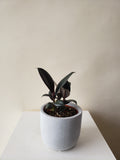 Ficus 'Rubber' Plant