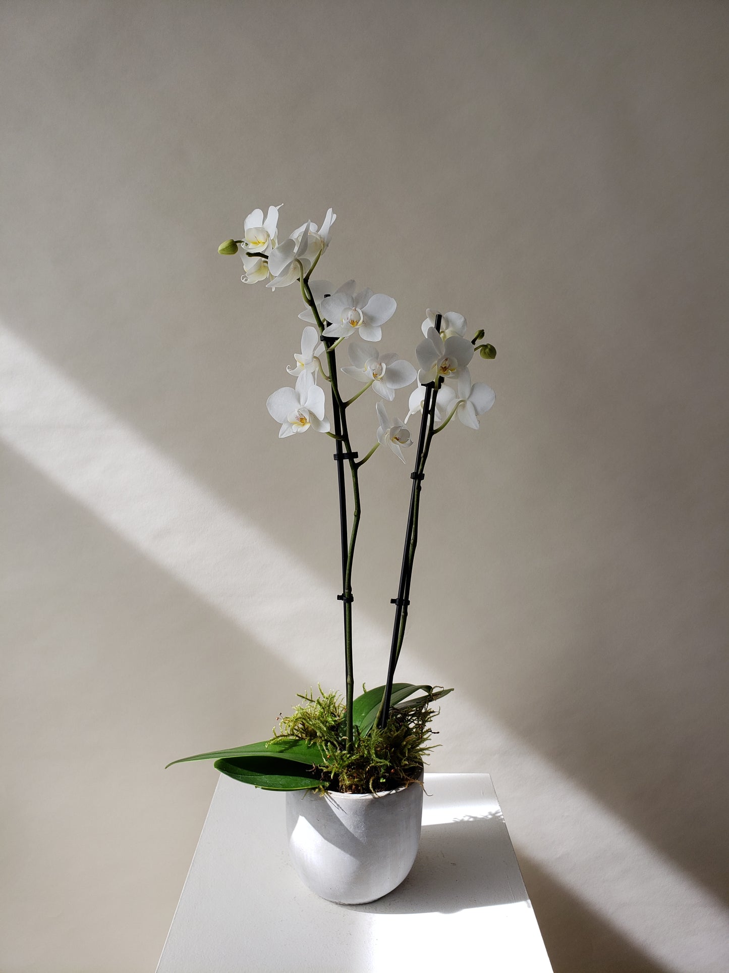 Mini Orchids
