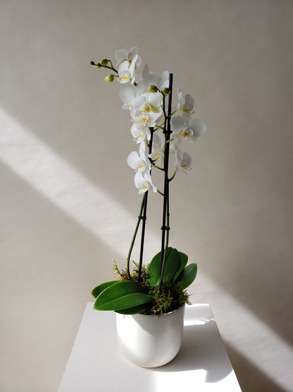 Mini Orchids