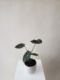 Alocasia Plant - Elephant Ear