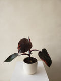 Philodendron 'Burgundy Princess' Erubescens