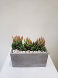 Haworthia Planter