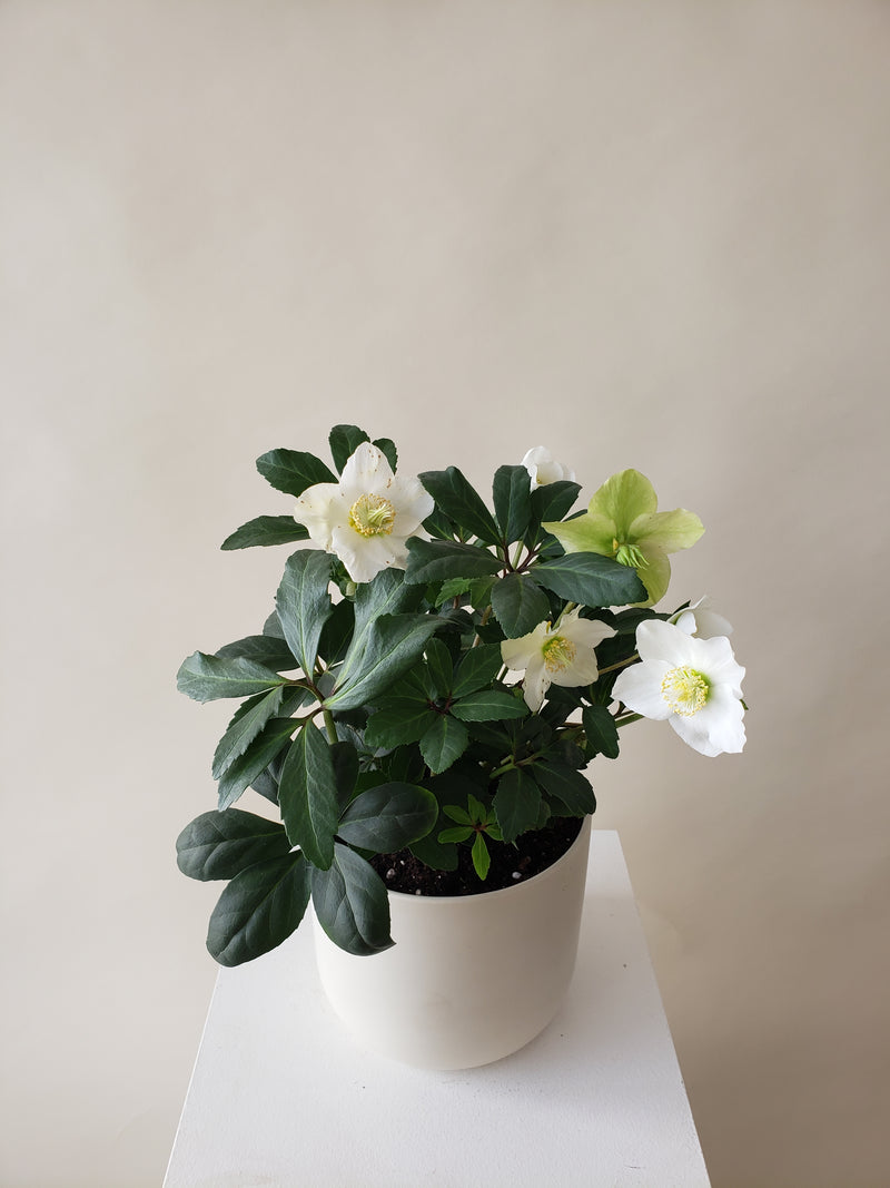 Hellebores