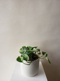 Pothos Plant