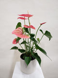 Anthurium Plant