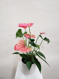 Anthurium Plant