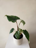 Philodendron Plowmanii