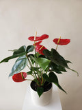 Anthurium Plant