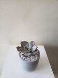 Succulent Plant