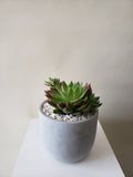 Succulent Plant