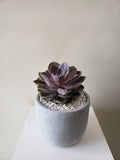 Succulent Plant