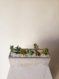 Succulent Rectangular Planter - 5