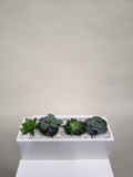 Succulent Rectangular Planter - 4