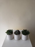 Succulent Trio