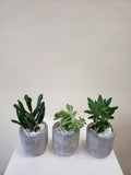 Succulent Trio