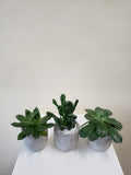 Succulent Trio