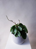 Watermelon Peperomia Plant