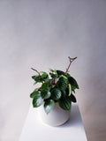 Watermelon Peperomia Plant