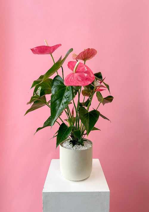 Vancouver Valentine's Flower Delivery - Vancouver Florist