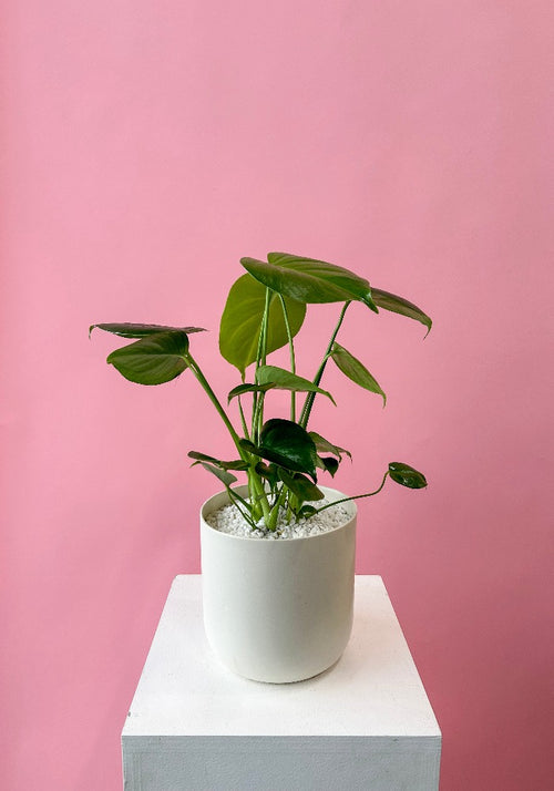 Vancouver Monstera Plant - Vancouver Plant Delivery