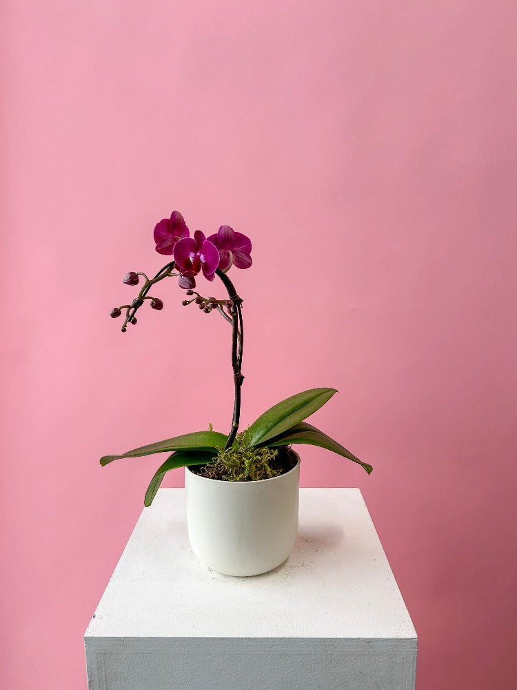 Vancouver Valentine's Flower Delivery - Vancouver Florist - Purple Orchid