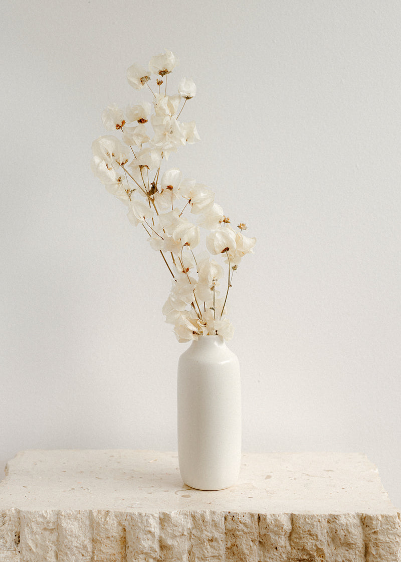 White Bougainvillea