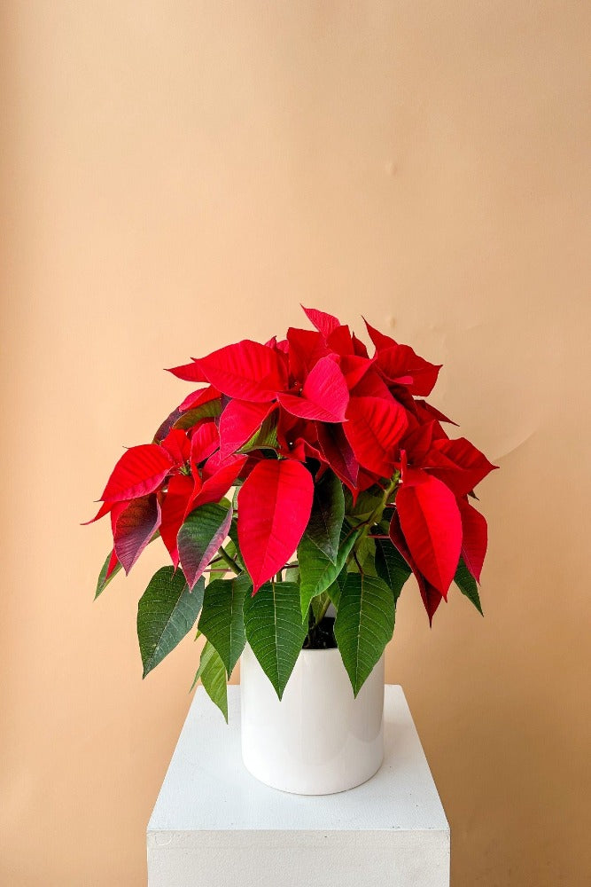 Vancouver Poinsettia Plant - Vancouver Plant Delivery